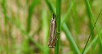 Crambus lathoniellus