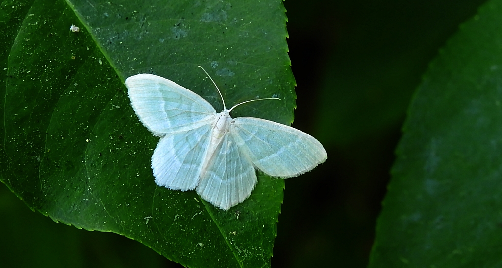 Miernik mleczak (Jodis lactearia)