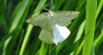 Wątlak trójpasek (Scopula ternata)