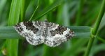 Paśnik zmiennik (Epirrhoe alternata)