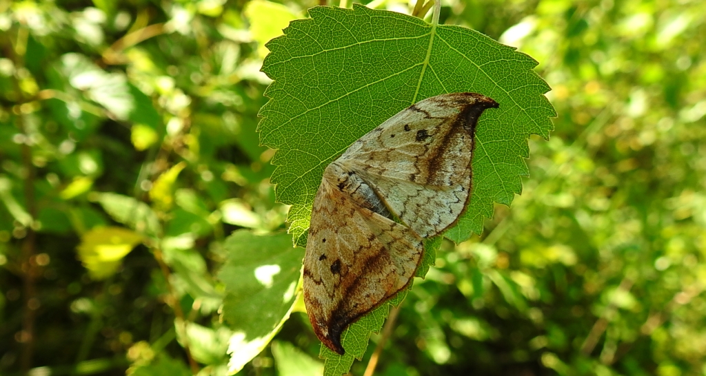 Wycinka sierpianka (Drepana falcataria)