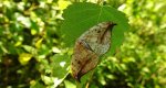 Wycinka sierpianka (Drepana falcataria)