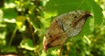 Wycinka sierpianka (Drepana falcataria)