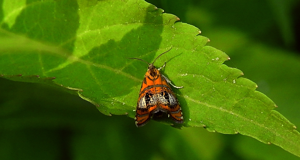 Olethreutes arcuella