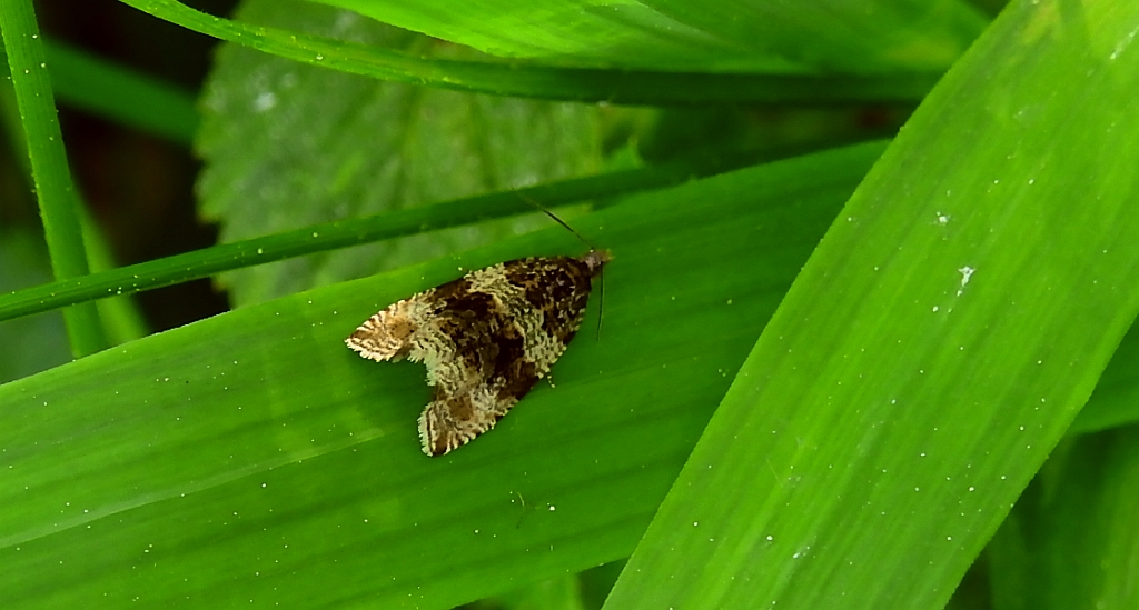 Orthotaenia undulana