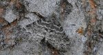 Płatynka osikówka (Lobophora halterata)