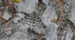 Płatynka osikówka (Lobophora halterata)