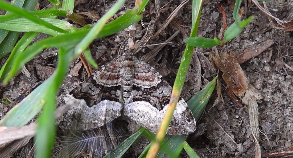 Paśnik dwurzeczek (Xanthorhoe biriviata)