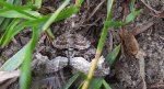 Paśnik dwurzeczek (Xanthorhoe biriviata)