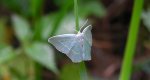 Miernik mleczak (Jodis lactearia)