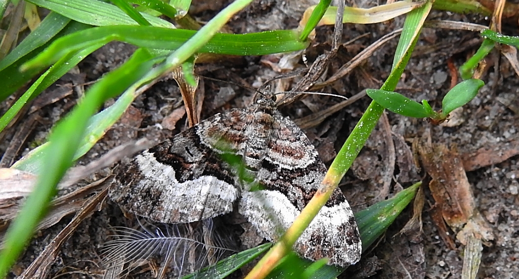 Paśnik dwurzeczek (Xanthorhoe biriviata)