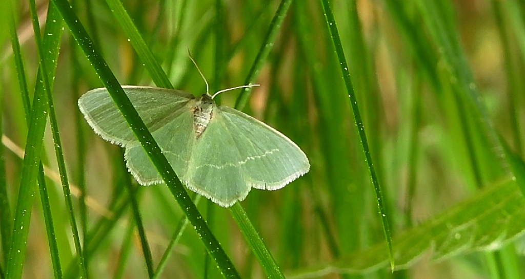 Miernik mleczak (Jodis lactearia)