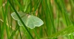 Miernik mleczak (Jodis lactearia)
