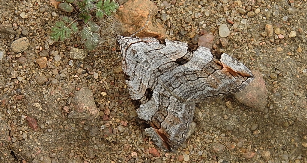 Niekrocz dziurawczak (Aplocera plagiata)