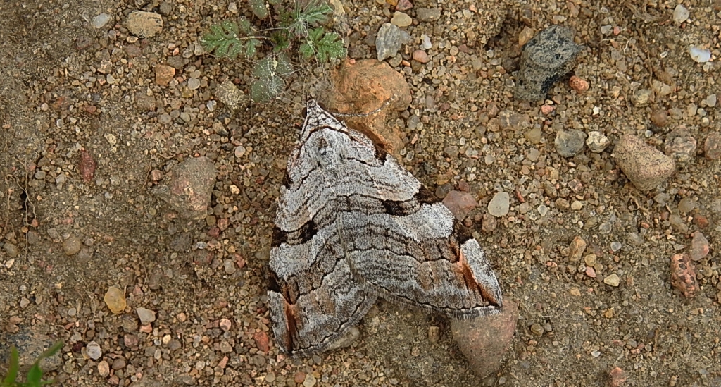 Niekrocz dziurawczak (Aplocera plagiata)