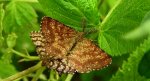 Poproch pylinkowiak (Ematurga atomaria)