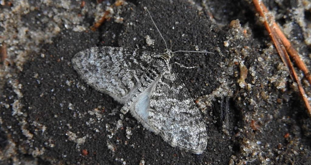 Płatynka osikówka (Lobophora halterata)