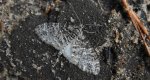 Płatynka osikówka (Lobophora halterata)