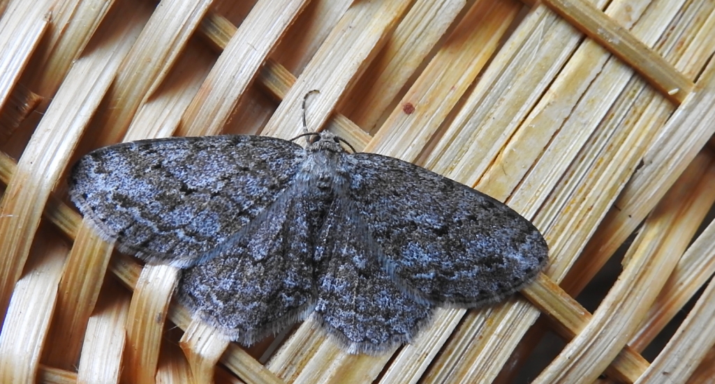 Przylepek pomrocznik (Ectropis crepuscularia)