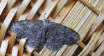 Przylepek pomrocznik (Ectropis crepuscularia)
