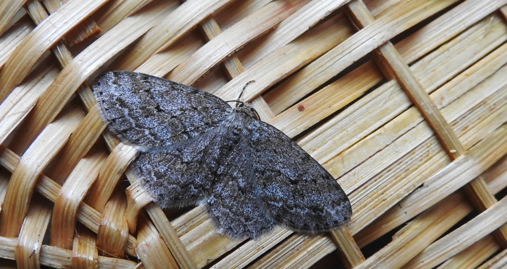 Przylepek pomrocznik (Ectropis crepuscularia)