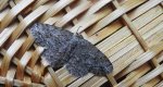 Przylepek pomrocznik (Ectropis crepuscularia)