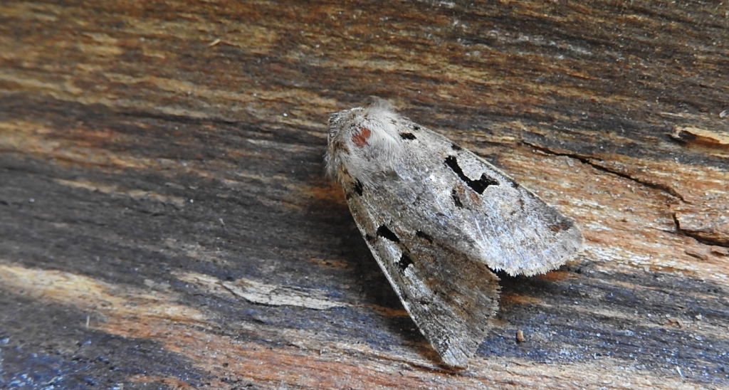 Piętnówka wiciokrzewka (Orthosia gothica)