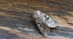Piętnówka wiciokrzewka (Orthosia gothica)