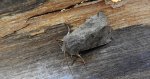 Piętnówka smuklica (Orthosia gracilis)