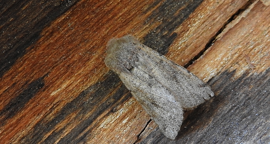 Piętnówka smuklica (Orthosia gracilis)