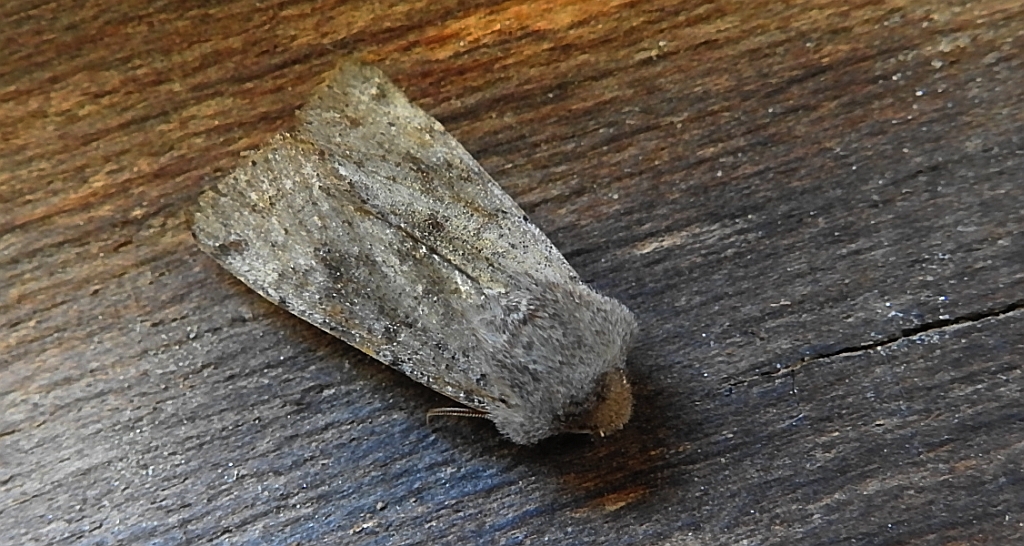 Piętnówka smuklica (Orthosia gracilis)