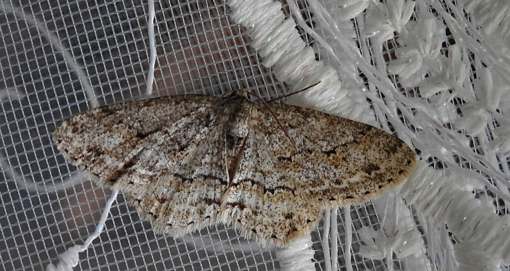 Przylepek pomrocznik (Ectropis crepuscularia)