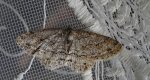 Przylepek pomrocznik (Ectropis crepuscularia)