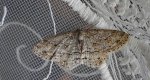Przylepek pomrocznik (Ectropis crepuscularia)