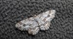 Przylepek pomrocznik (Ectropis crepuscularia)