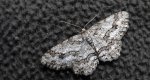 Przylepek pomrocznik (Ectropis crepuscularia)