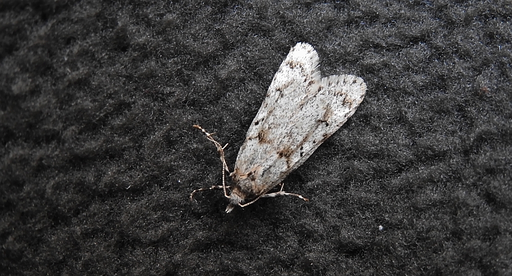 Diurnea fagella