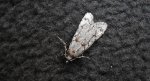 Diurnea fagella