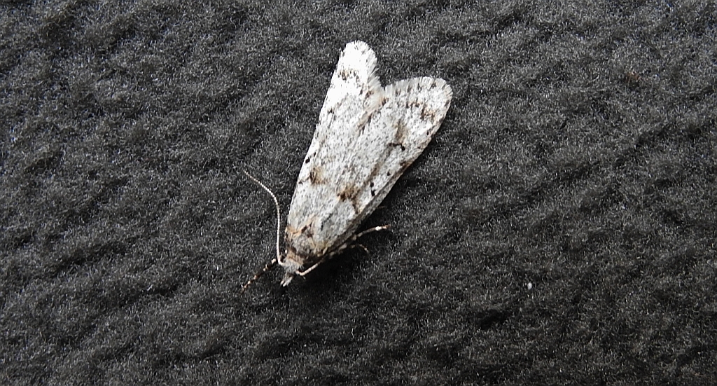 Diurnea fagella