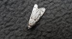 Diurnea fagella