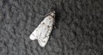 Diurnea fagella