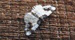 Plamiec trzmieliniak (Ligdia adustata)
