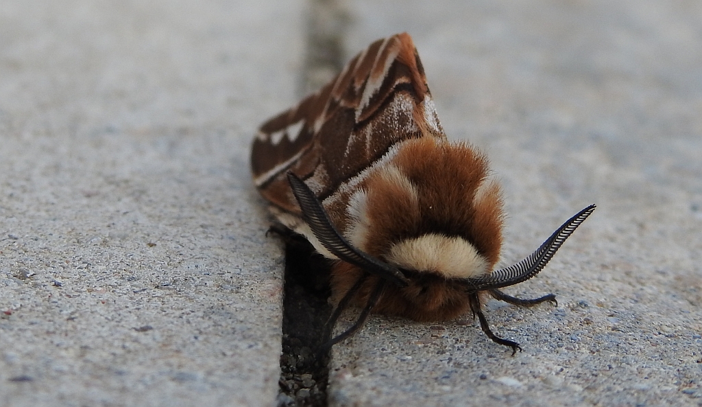 Nasierszyca brzozówka, nasierszyca różnobarwna (Endromis versicolora)