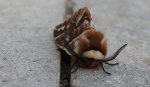 Nasierszyca brzozówka, nasierszyca różnobarwna (Endromis versicolora)