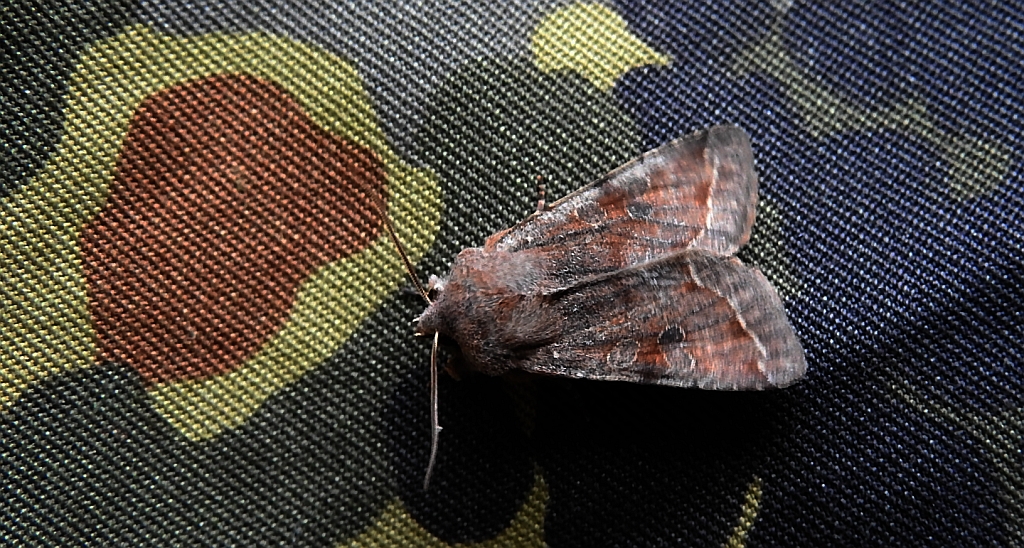 Piętnówka zmiennica (Orthosia incerta)