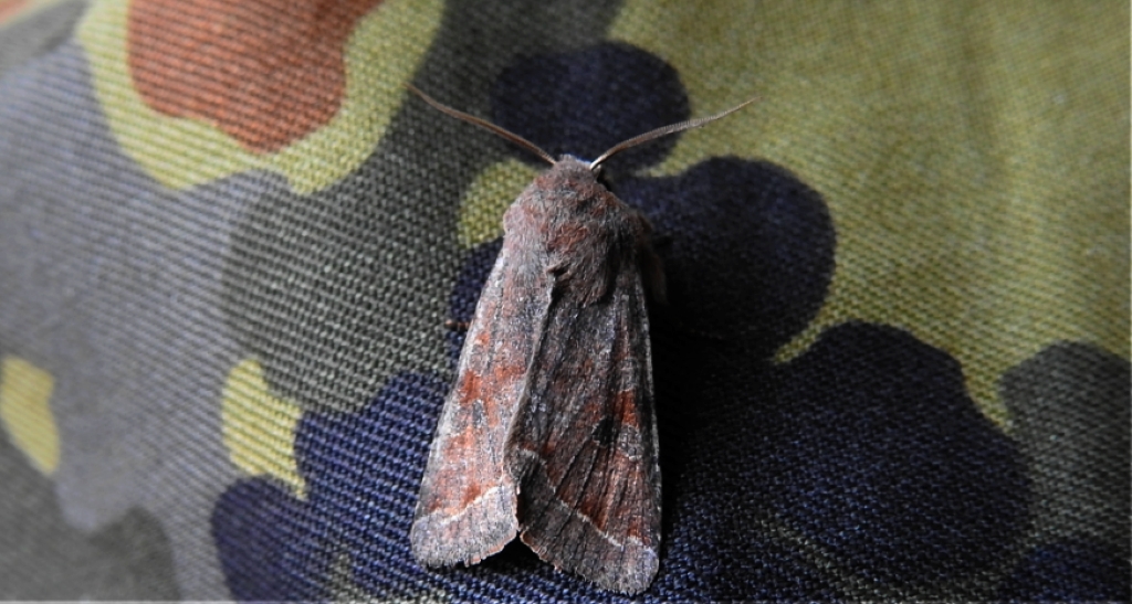 Piętnówka zmiennica (Orthosia incerta)