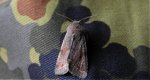 Piętnówka zmiennica (Orthosia incerta)