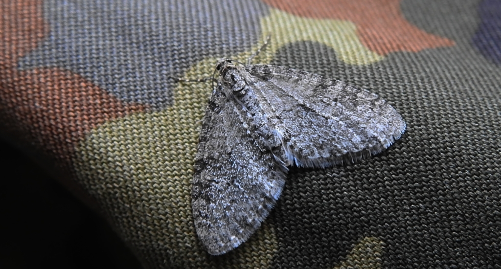 Płatynka grabówka (Trichopteryx carpinata)
