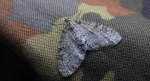 Płatynka grabówka (Trichopteryx carpinata)