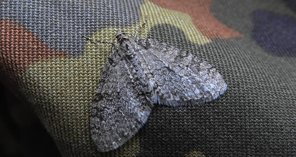 Płatynka grabówka (Trichopteryx carpinata)